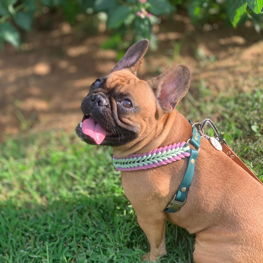 Harnais pour bouledogue français motif tropical