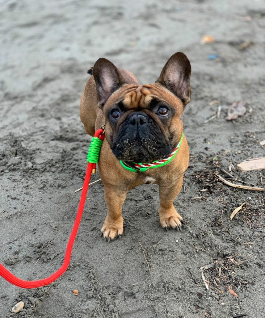 Diamond harness  Harnais chien, Bouledogue français, Chien