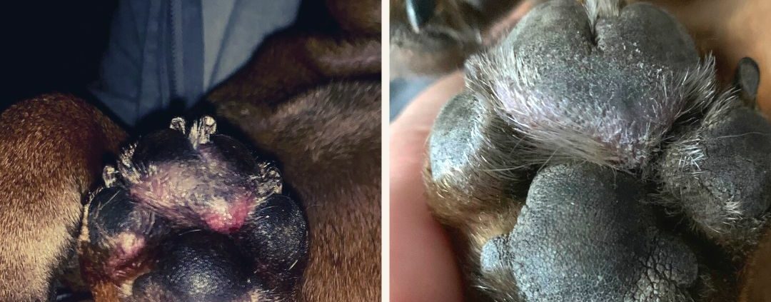 avant après allergie bouledogue