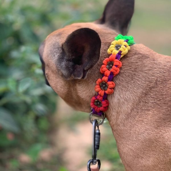 collier rainbow