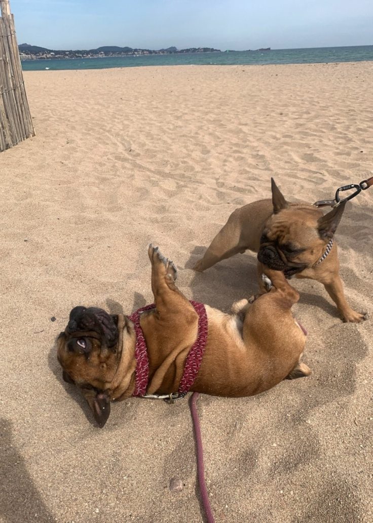 vacances bouledogue