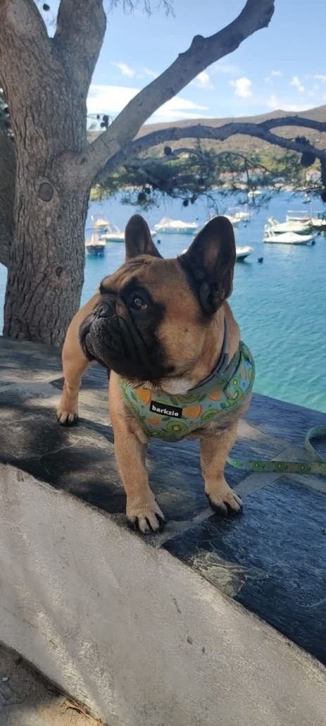 plage chien