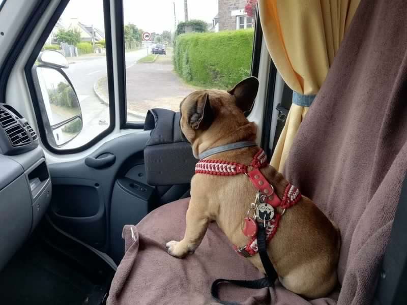 camping car chien