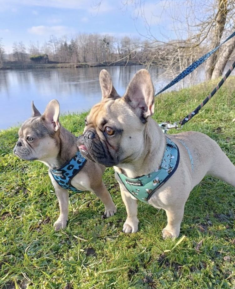 bouledogue vacances
