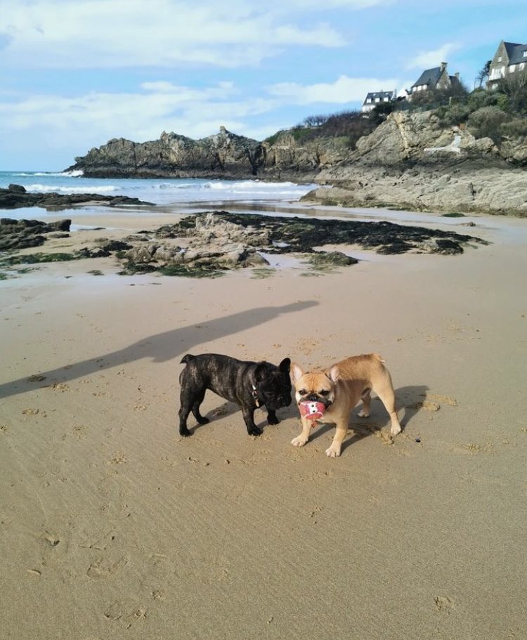 Les vacances en Pays basque avec un chien