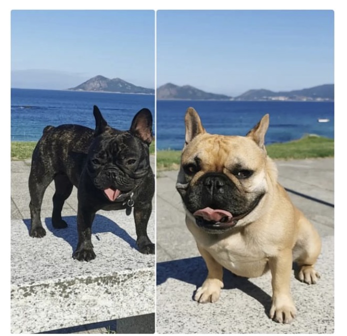 bouledogue vacances espagne