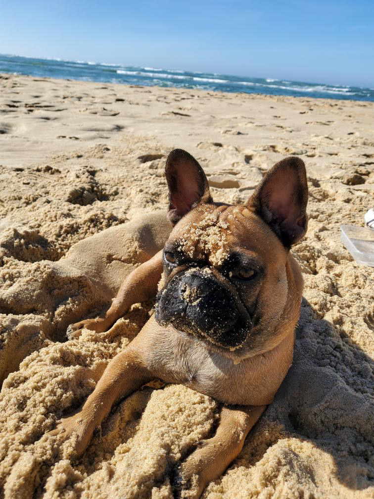 bouledogue plage