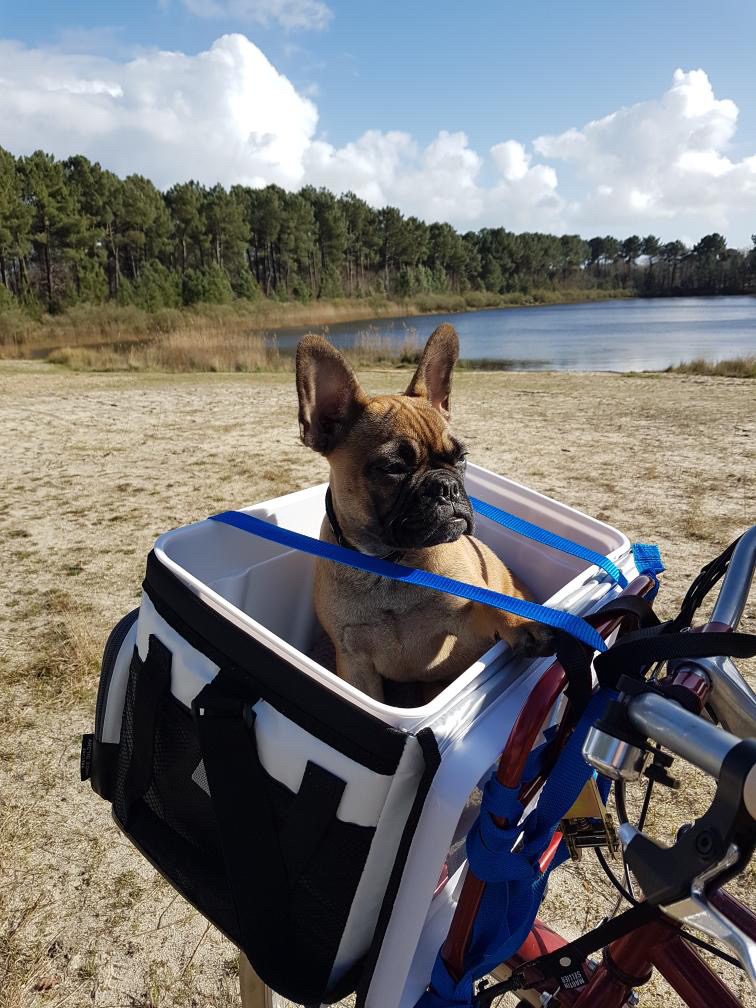 bouledogue cariole