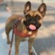 sécurité avec son bouledogue