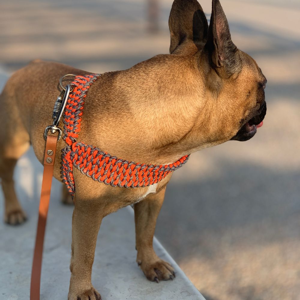 Quelle laisse choisir pour son bouledogue français ? - Roxika