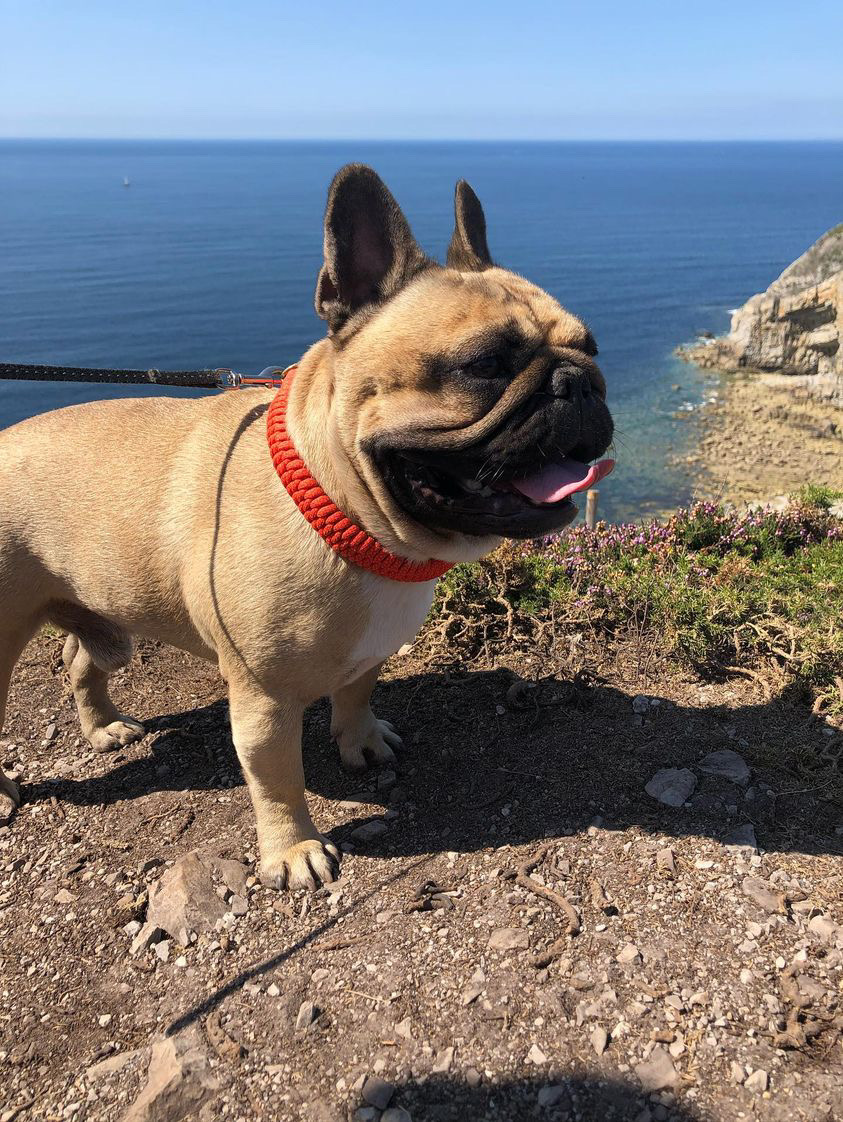 bouledogue vacances