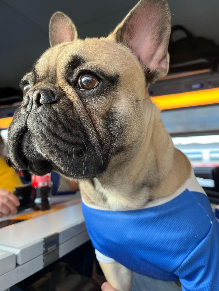 vacances bouledogue