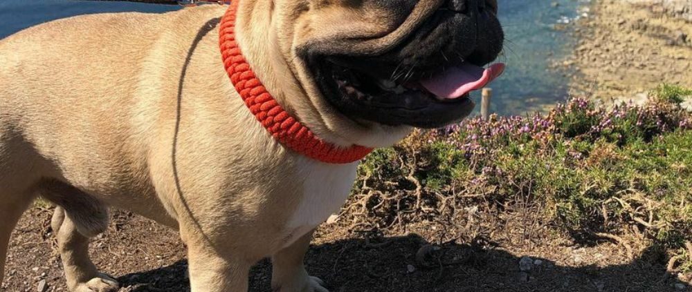 vacances bouledogue