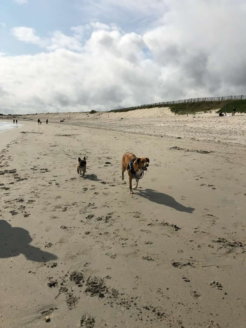 vacances chien