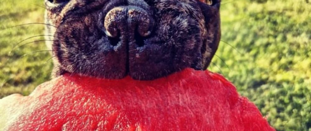 portraits de boubou