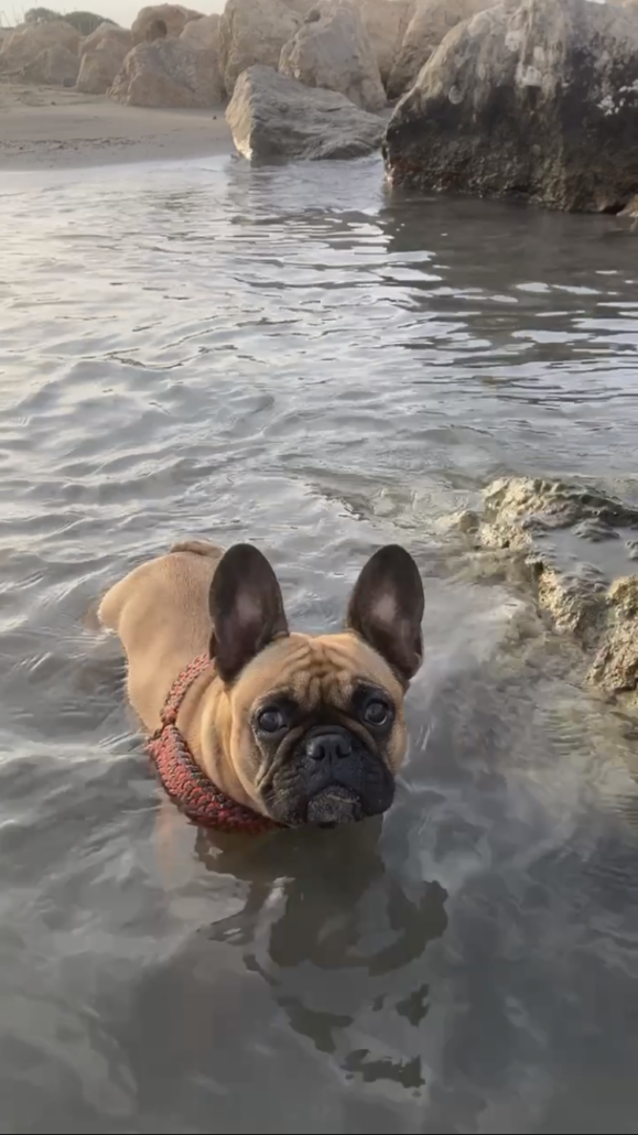 bouledogue plage