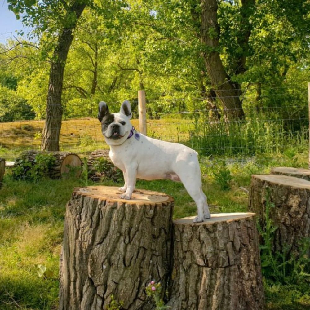 bouledogue français