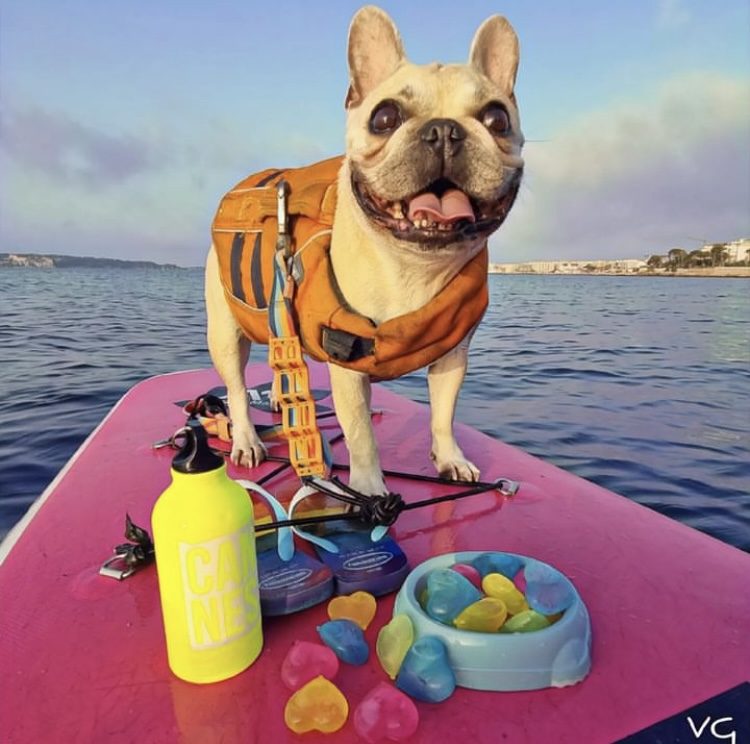 paddle bouledogue