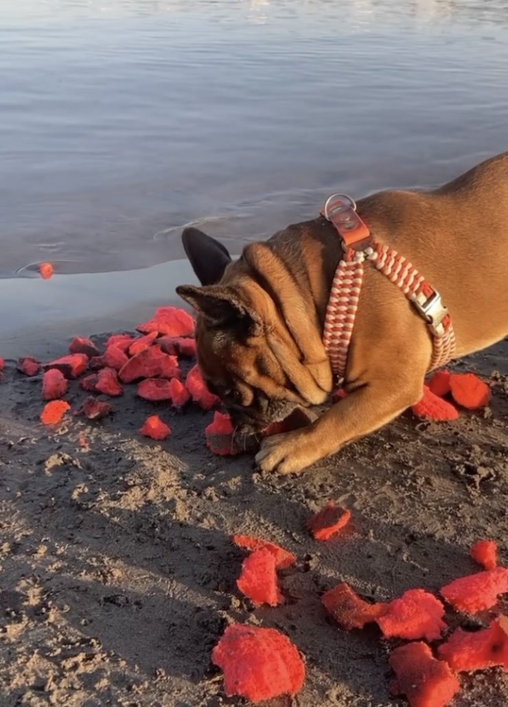 ballon plage bouledogue