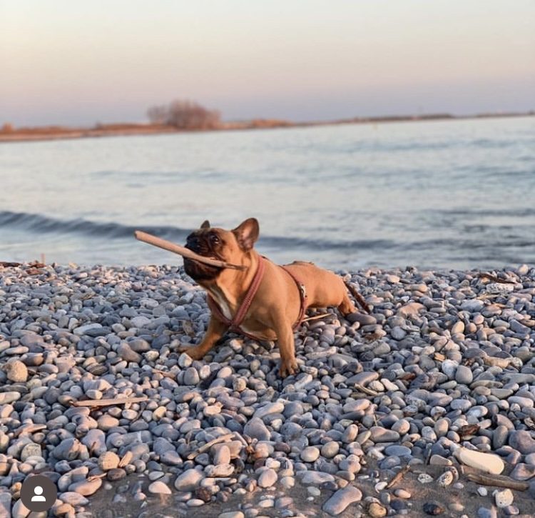 plage bouledogue