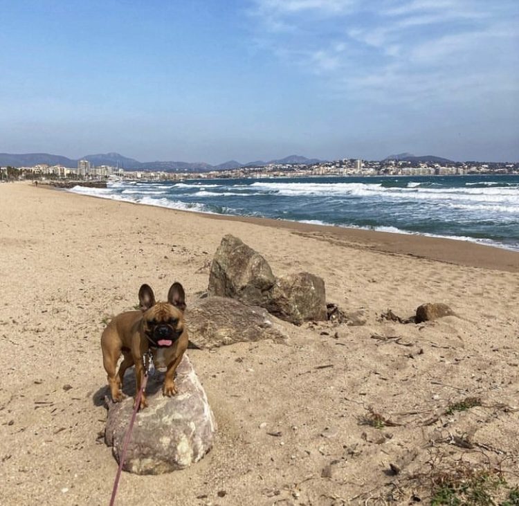 plage chien