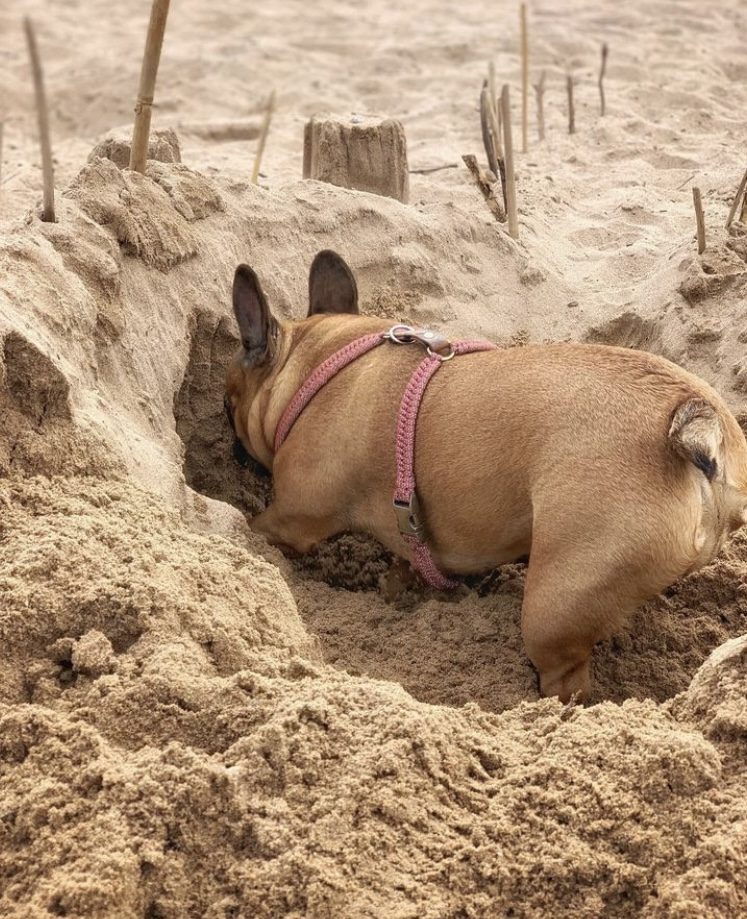 bouledogue plage