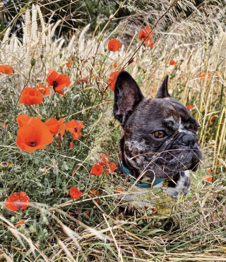 portrait bouledogue