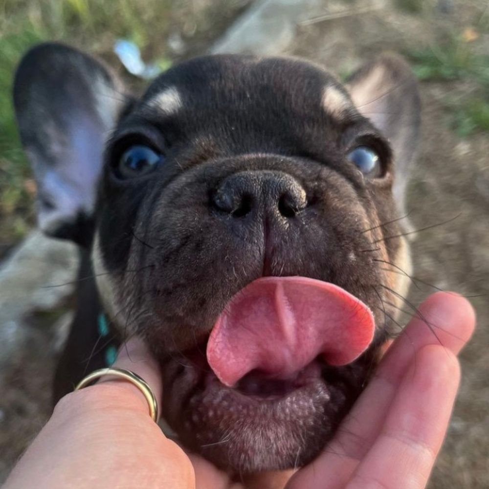 portrait bouledogue français