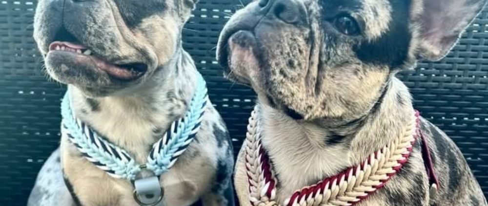 harnais 2 en 1 bouledogue twilly saaya