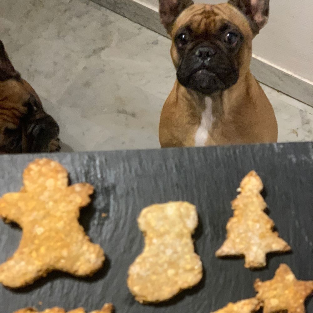 biscuits sans gluten chien