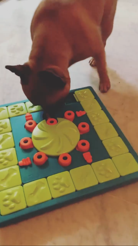 jeux interactif chien