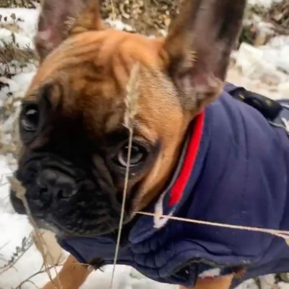 Un Chien Avec Un Gilet Jaune Est Allongé Sur Le Sol Avec Un Sac à Dos.