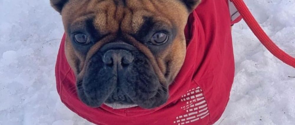 amener son bouledogue au ski