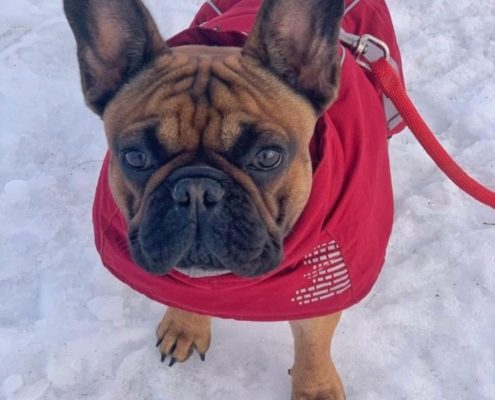 amener son bouledogue au ski