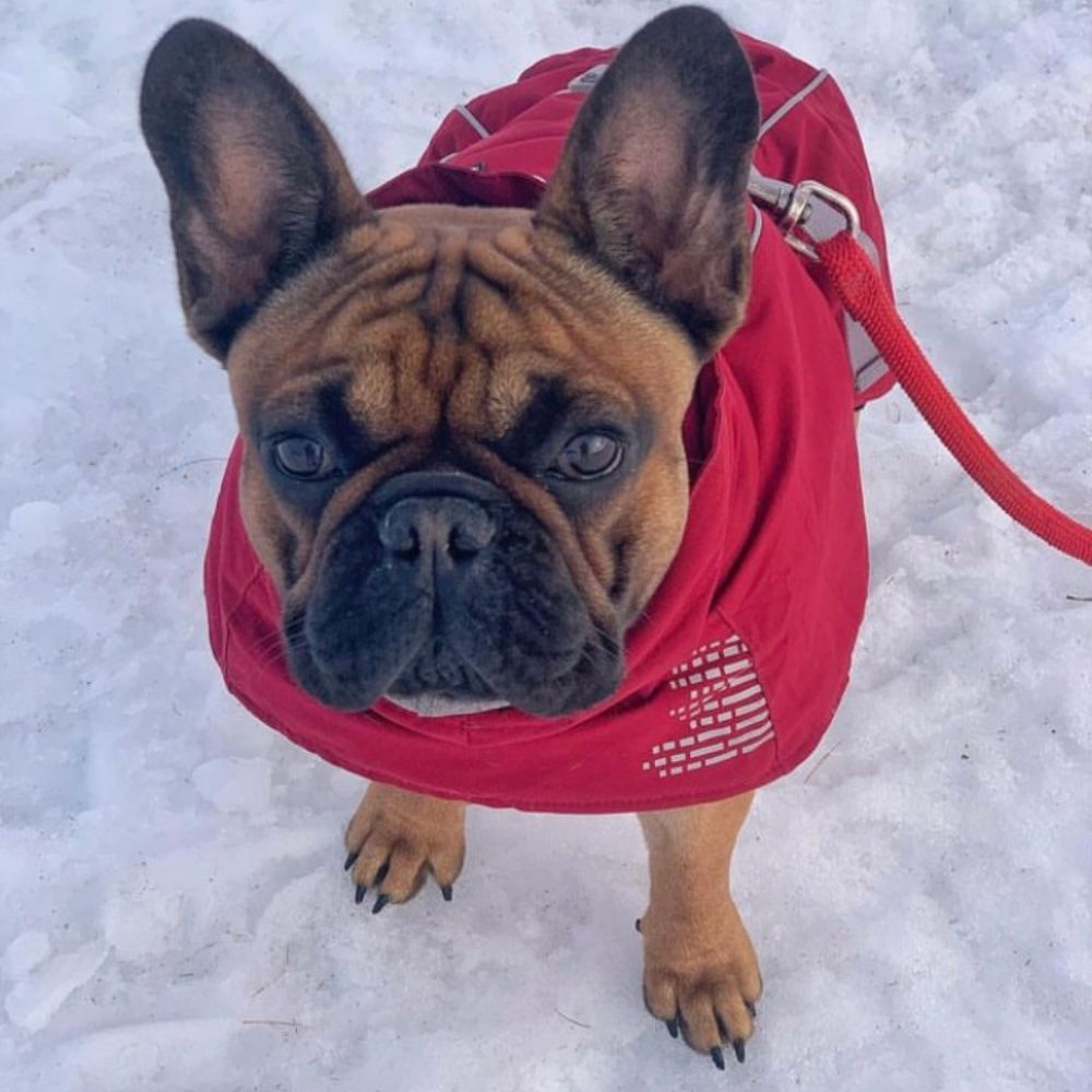 Baume Coussinet Bouledogue Français