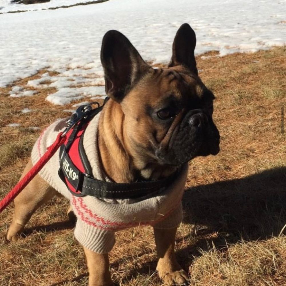 Aimant bouledogue français Quelqu'un a pété Blanc Cadeaux