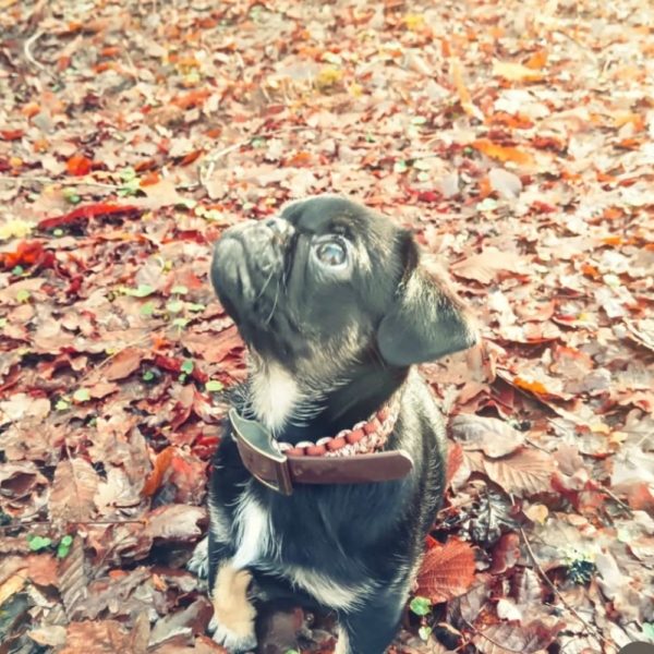 Collier chiot – Image 2