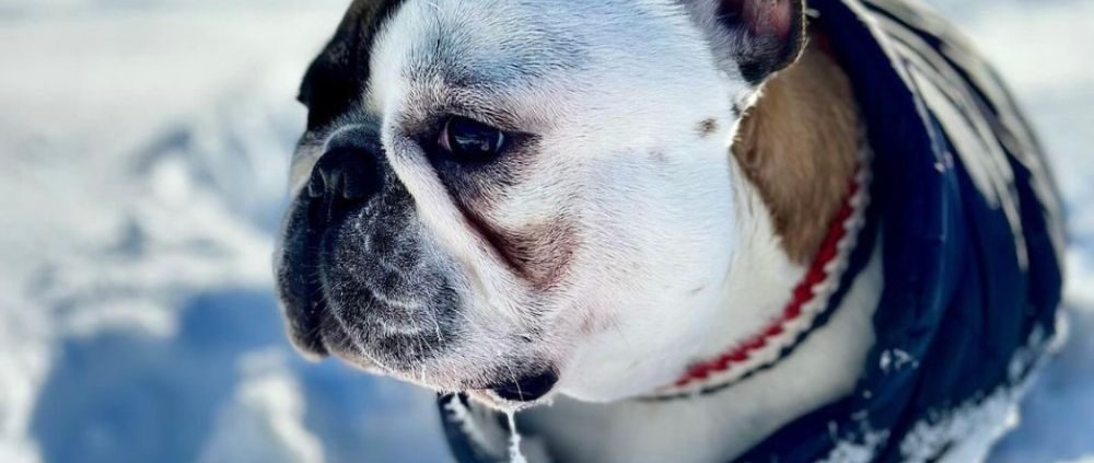 collier frenchie