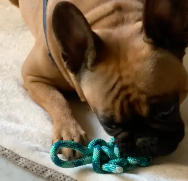 jouet bouledogue