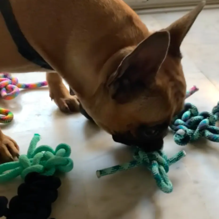 jouet crazy buddy chien