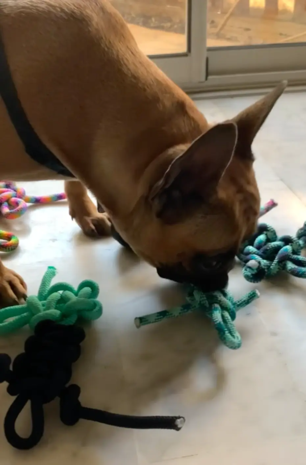 jouet crazy buddy chien
