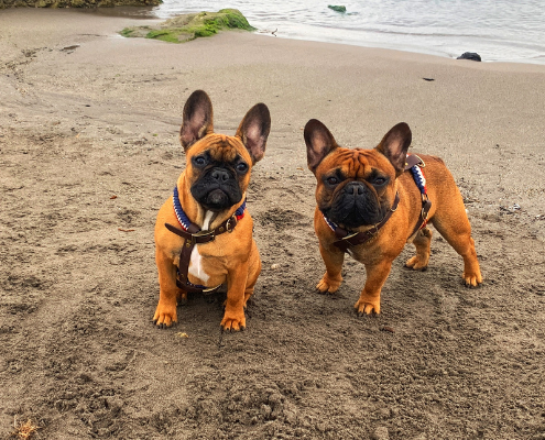 atelier intemporel frenchie